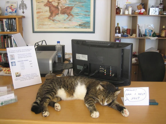 Babaquita as you know is a core component of Hotel Evropi.Here he is working as receptionist cat.