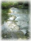 Platanias nature