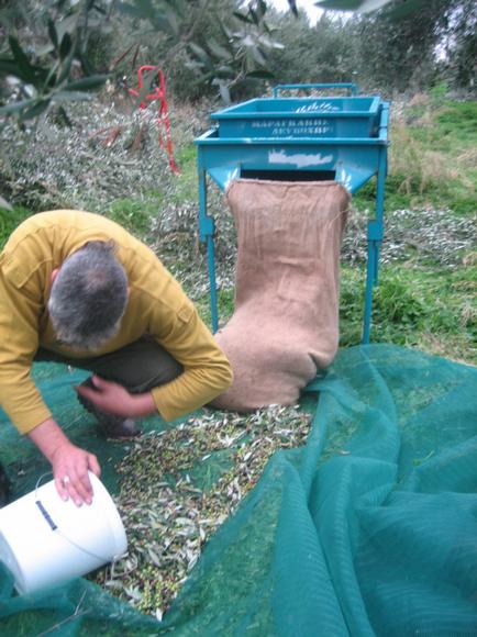 olive picking 2011