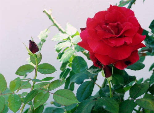 rose
